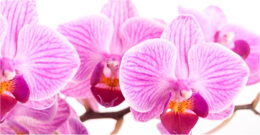 Экран для ванны Метакам "Ультра легкий" АРТ 148 Дикая Орхидея (CS00020535)